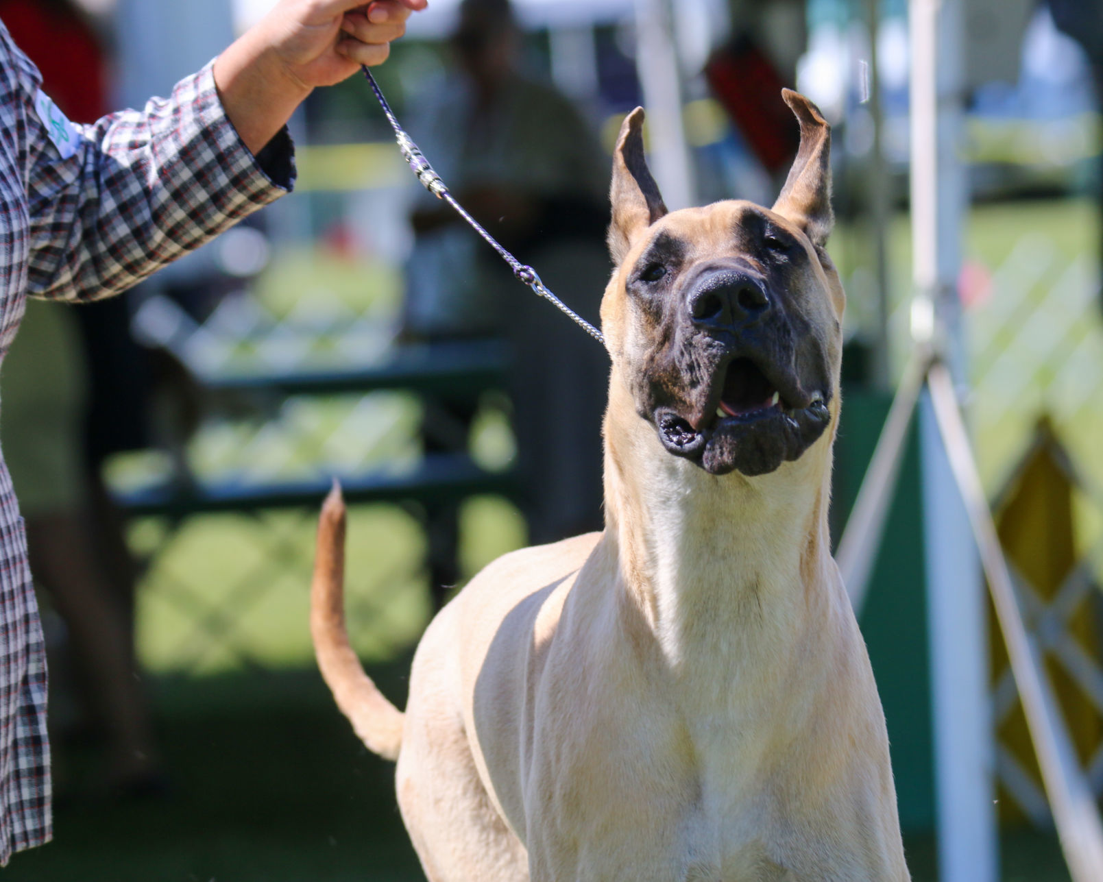Dog show
